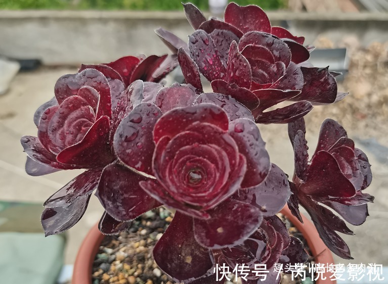 想把自己的法师多肉养成碗的形状?那必须得满足4个要求才行