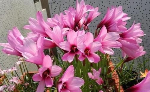 3种花是“大美女”，开花勤爱爆盆，美不胜收，一年四季都赏花