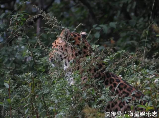 六盘山发现华北豹，不是公路旁遛娃盯着车看，就是泉水边猎食狍子