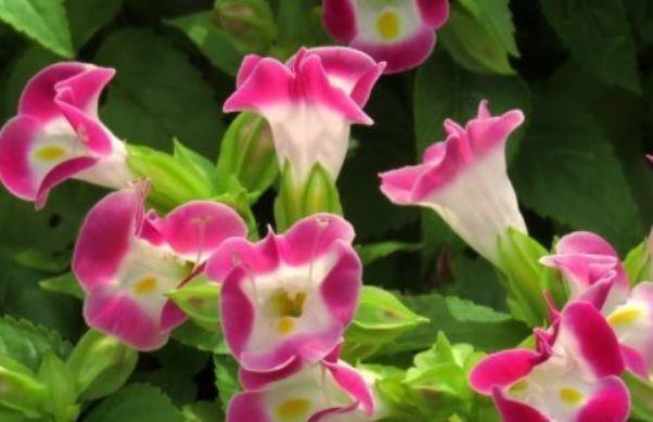 颜值超高的几款花,一朵朵似精灵似的小花,随风摇曳,太漂亮