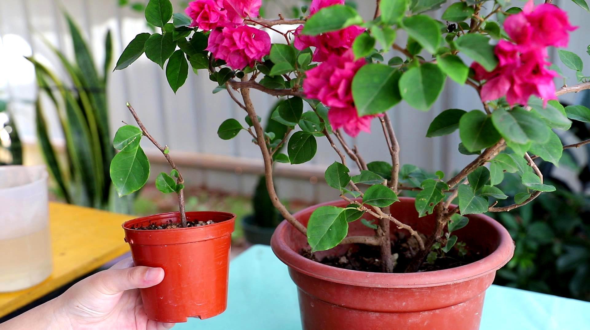 蚜虫|养花小技巧，给花浇水时，水里加点小调料，虫子灭光光