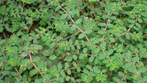 农村|农村不起眼的杂草却是女人的“救命草”,如今价值千金,你认识吗