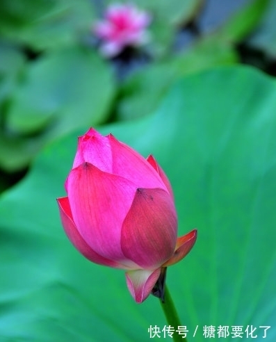 福星高照|步入年底,4属相福星高照,横财不断,桃花旺盛,爱情甜蜜