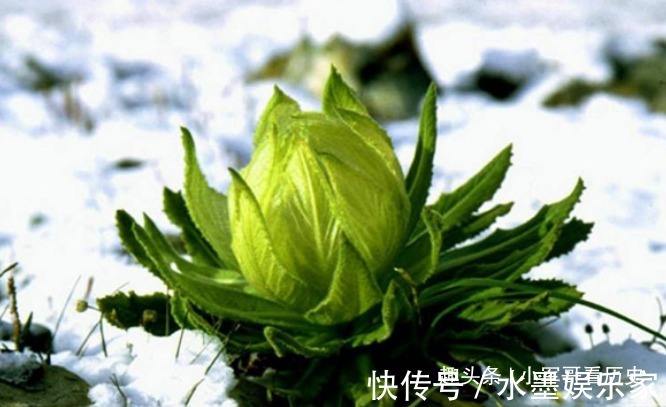 此花是世上最冷漠的花,有着雪一样洁白的外表,被誉为寂寞之花