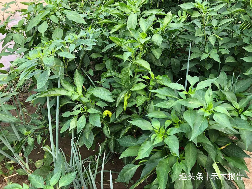 人们吃过它的果实,却不知叶子也能吃,甘甜鲜嫩,还是天然高钙菜