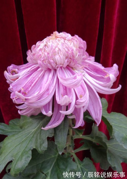 喜欢菊花不妨试试“高档名菊”洹水紫桂，似克拉钻戒，高贵艳丽！