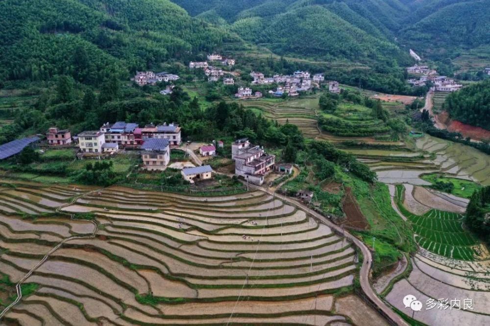 生态|喝着山泉水长大的内良高山稻米，认识一下