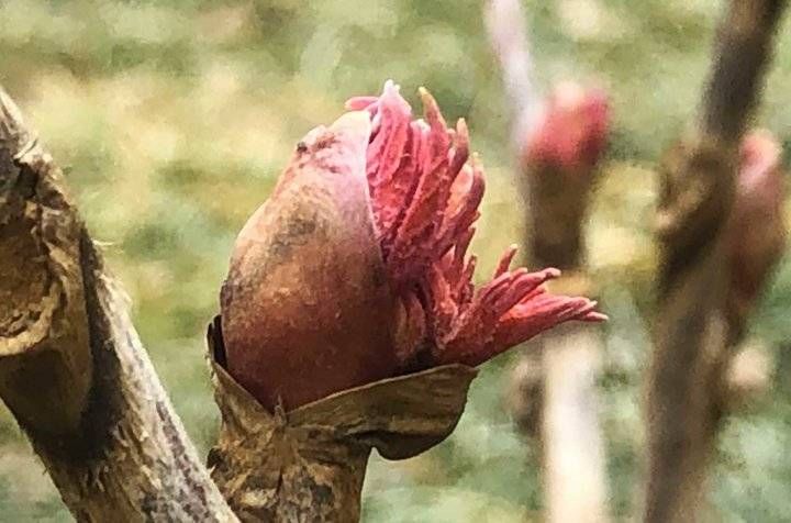 济南春来静悄悄，牡丹已经发芽了！