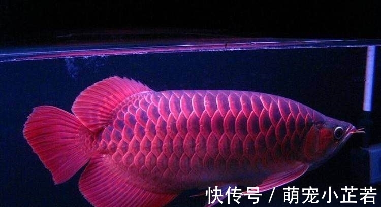 价值|他家养了这条鱼，无意间竟然发现此鱼价值八十万！
