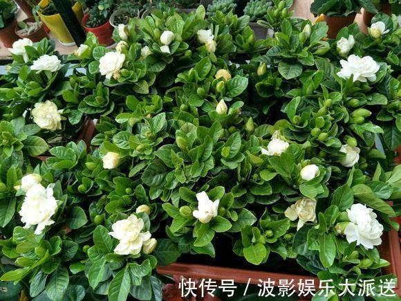 花盆|4种花就靠“水养”，多浇水、长得快，花友嗜水如命