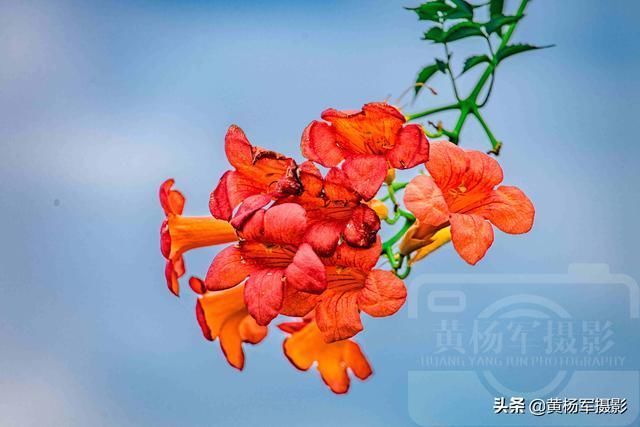 淡蓝天空下红艳绽放的凌霄花,绚丽妩媚,烂漫多姿的花朵开满枝头