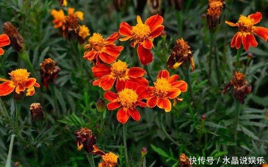 金钱菊|养菊还不如养一盆“孔雀菊”，花色丰富艳丽，花期长，适合盆栽养