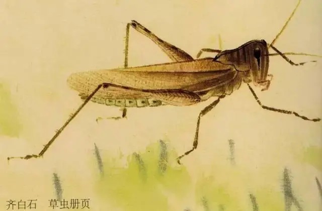蝈蝈$国画技法图典——草虫篇:蝗虫 蚂蚱 蝈蝈 螽斯 螳螂 蟋蟀
