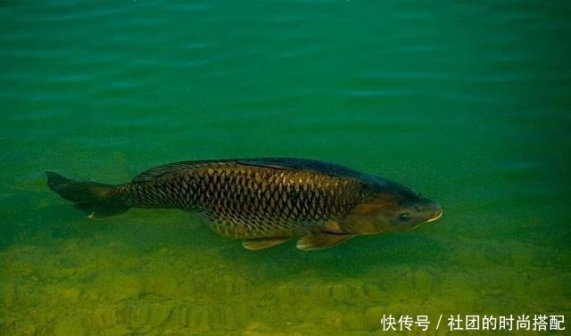 水资源|南方钓友总是不解，为何北方钓友这么痴迷鲤鱼，这次说个透彻！