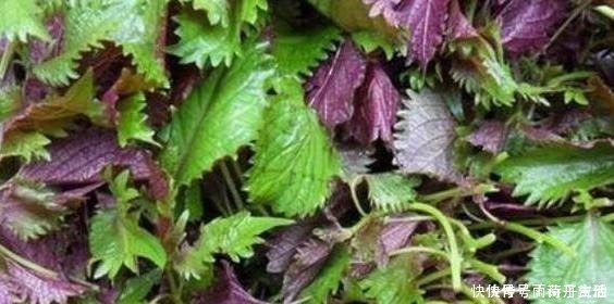 植物|花草在家养,哪种植物好看又好养这5盆,一些还可以吃呢