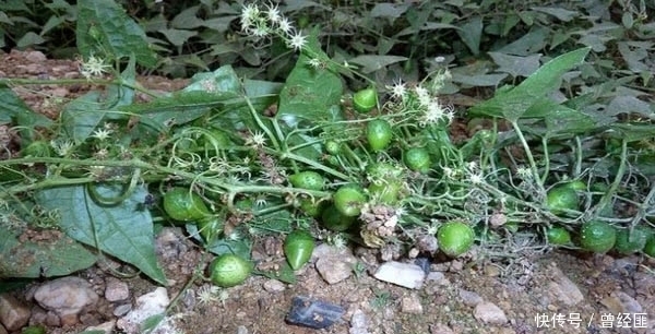 在农村河边有很多这种野草,你们见过吗?个人感觉这东西非常烦人