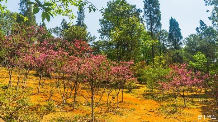 郊野公园看春花