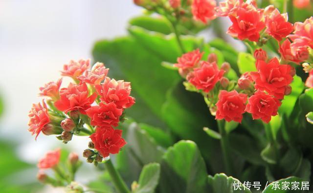 夏天|家里养了这“5种”花的,夏天要少浇水,不然一周内必挂