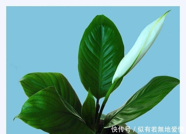 白鹤芋|人养花，花亦养人，听说聪明人都在养这五种花，你家有吗？