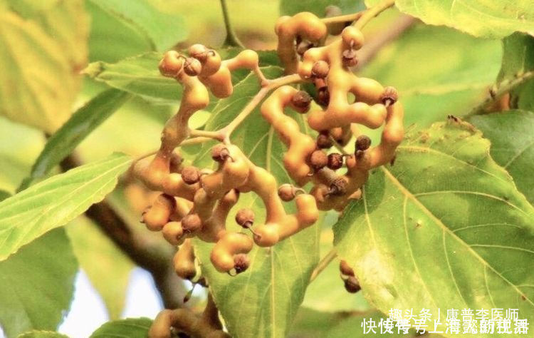 身体素质|男女想长寿，坚持吃几种食物，助消化，抗衰老，润肠道，谁吃谁好