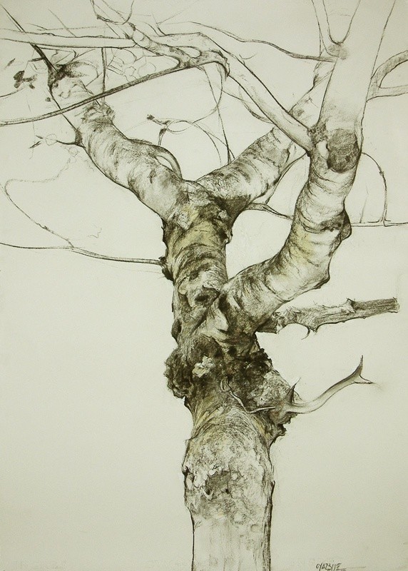 素描&唯美写实的素描,西班牙艺术家Miguel Angel Oyarbid笔下的树