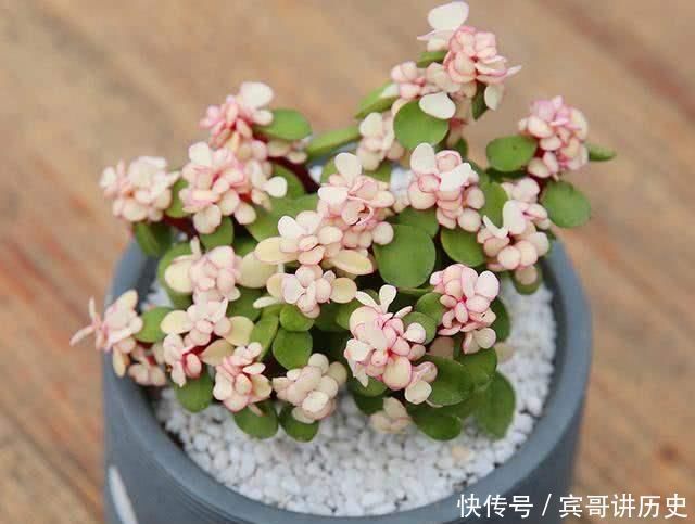 3种花就是“小盆命”,越“挤”长得越健康,不烂根长得旺