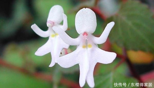 花儿|这些带着面孔的花儿,简直是花卉界的奇葩!奇花异草