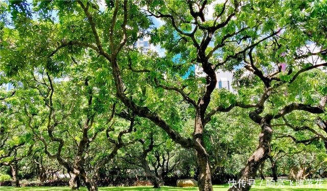 荔枝公园|荔枝公园的荔枝林，绿树葱郁果实累累，随手一拍就是一幅风景画！