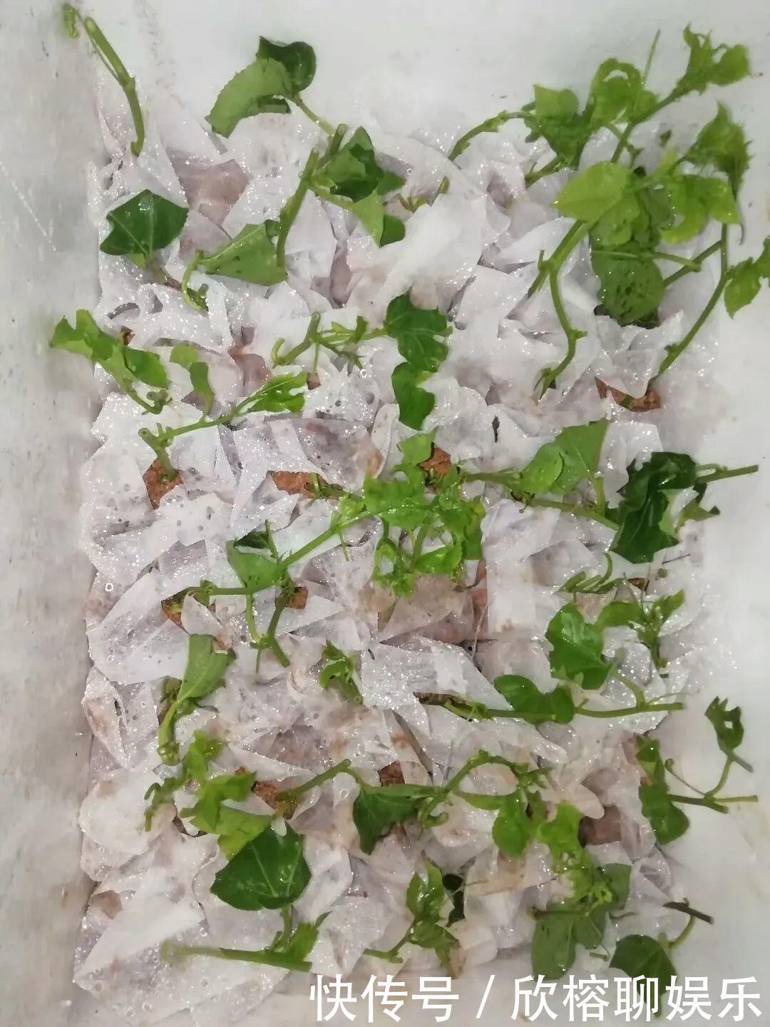 花花|大粗杆插土里,7天生根,当年结果压弯枝,不用买水果了!