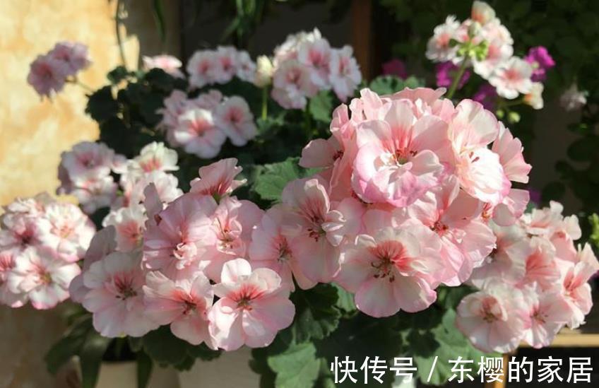 10月推荐你养3种花,颜值高价格便宜,不到10块就能买一盆