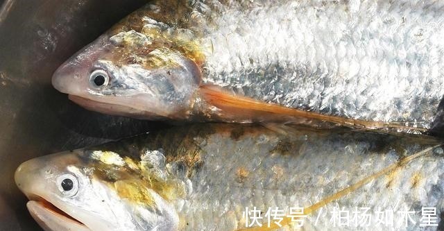 没收渔具并处罚!云南钓鱼人使用违规钓具,被抓时刚好上鱼了