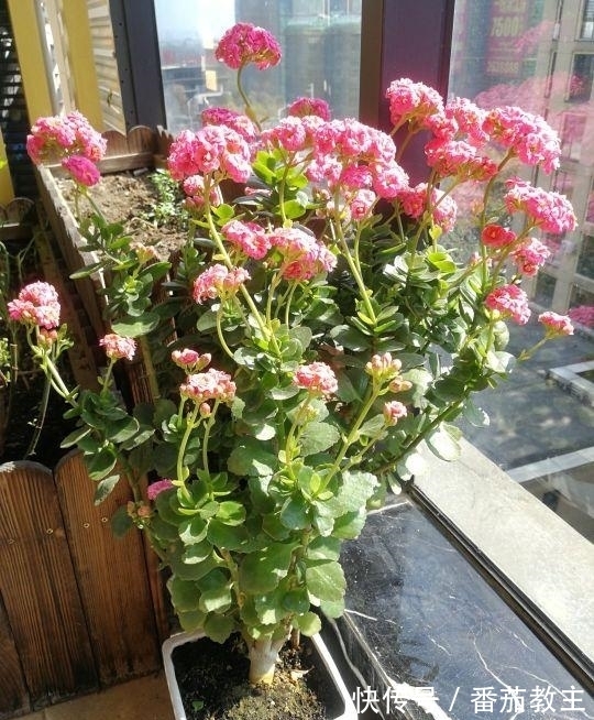 谁说老桩长寿开花少，看看花友家的巨无霸，三年长成半米花树