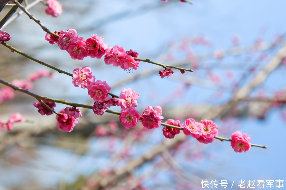 赏景啦！新年添喜色，西昌湿地公园梅花绽放