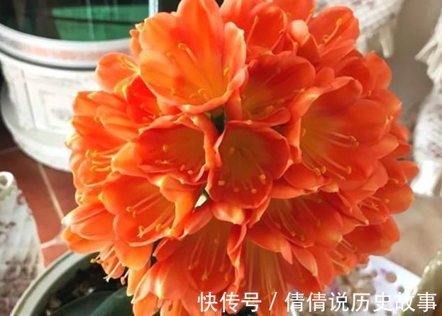 夏季的君子兰,记住几点,叶子整齐油绿纹路清晰,花期开花艳