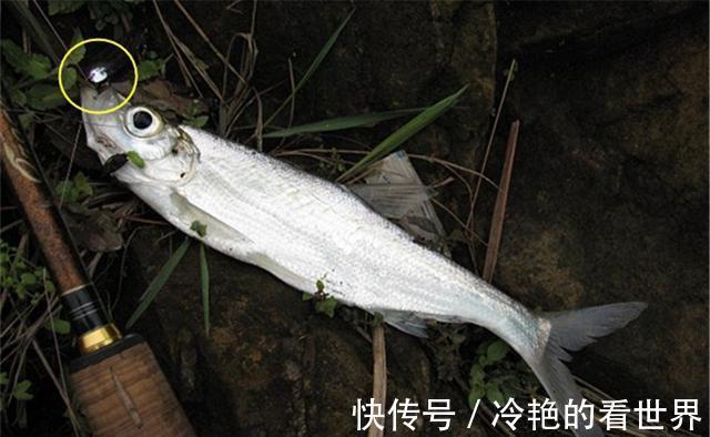 虾皮串钩|狂拉翘嘴的几种好方法,翘嘴大小不同,钓法完全不同