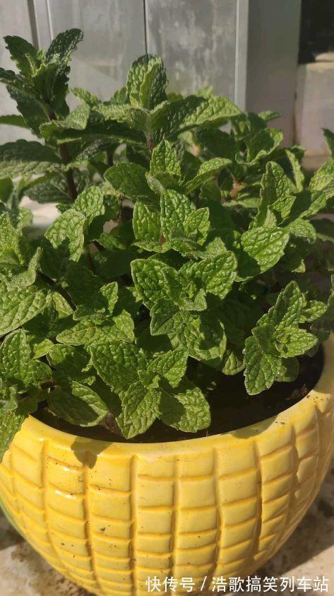 春夏季,蚊虫来袭,放上3种花,蚊虫见了都害怕,家庭必养!