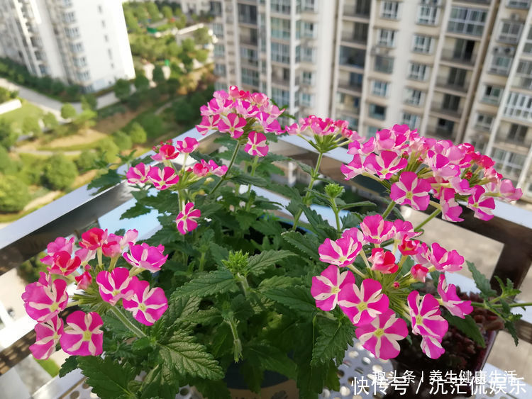 裘德|喜欢牡丹,不如养盆“玫瑰精品”无名的裘德,水果香味,四季开花