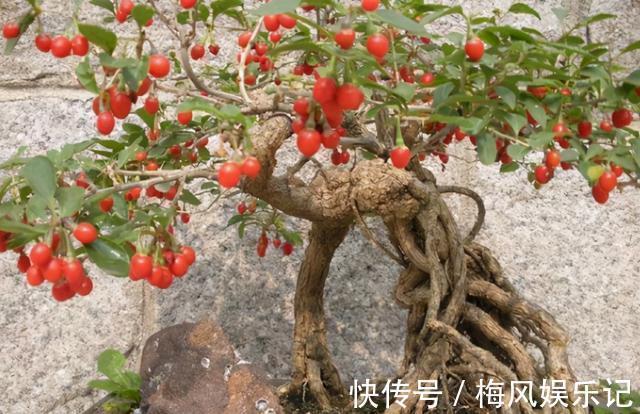 枸杞|注重养生之人都养4种花,养花等于“养身体”,好养又好看