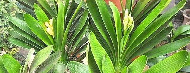 君子兰不开花，提前做好“几点”，花芽快分化，花剑“猛蹿”！