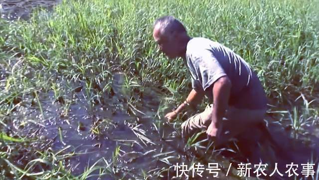 六旬大爷自创抓鱼独门绝技,10分钟脚踩22条,收获远超专业钓鱼人