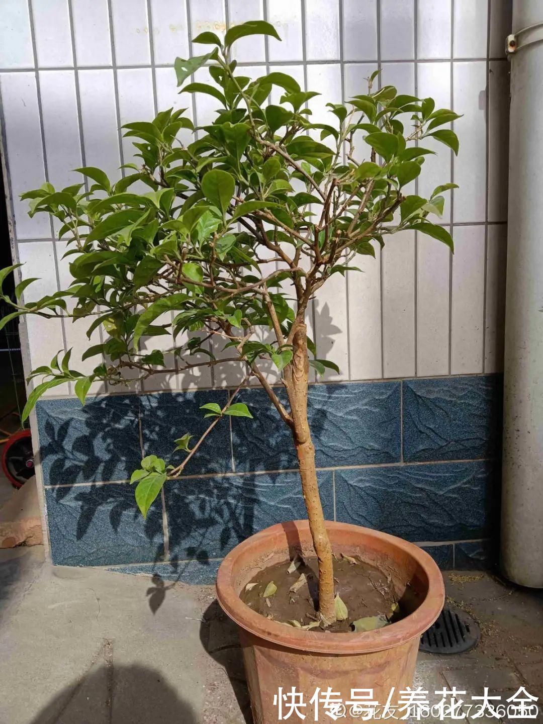 月季|8种花，现在快施肥，秋天开出满树花