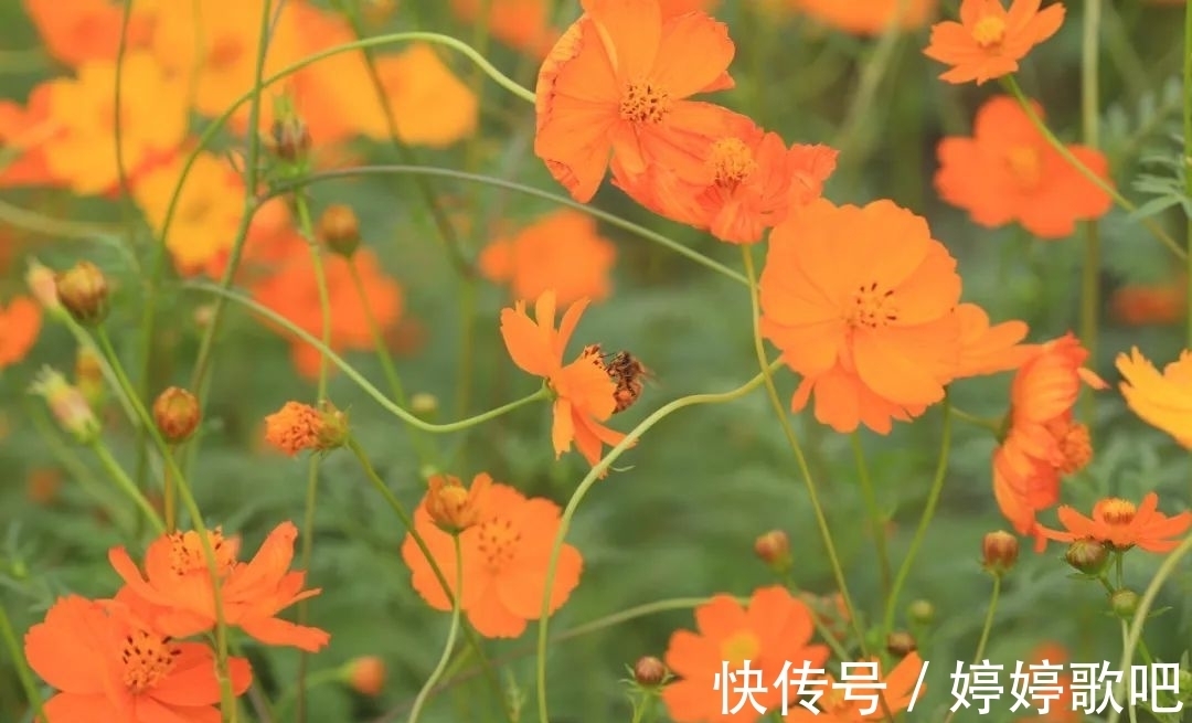 宁波城区|抓住机会！这可能是宁波城区今年的最后一片花海！