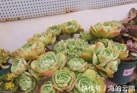 碧桃|养多肉碧桃,做好几件事,遇水疯长,清丽动人,养成群生小老桩!