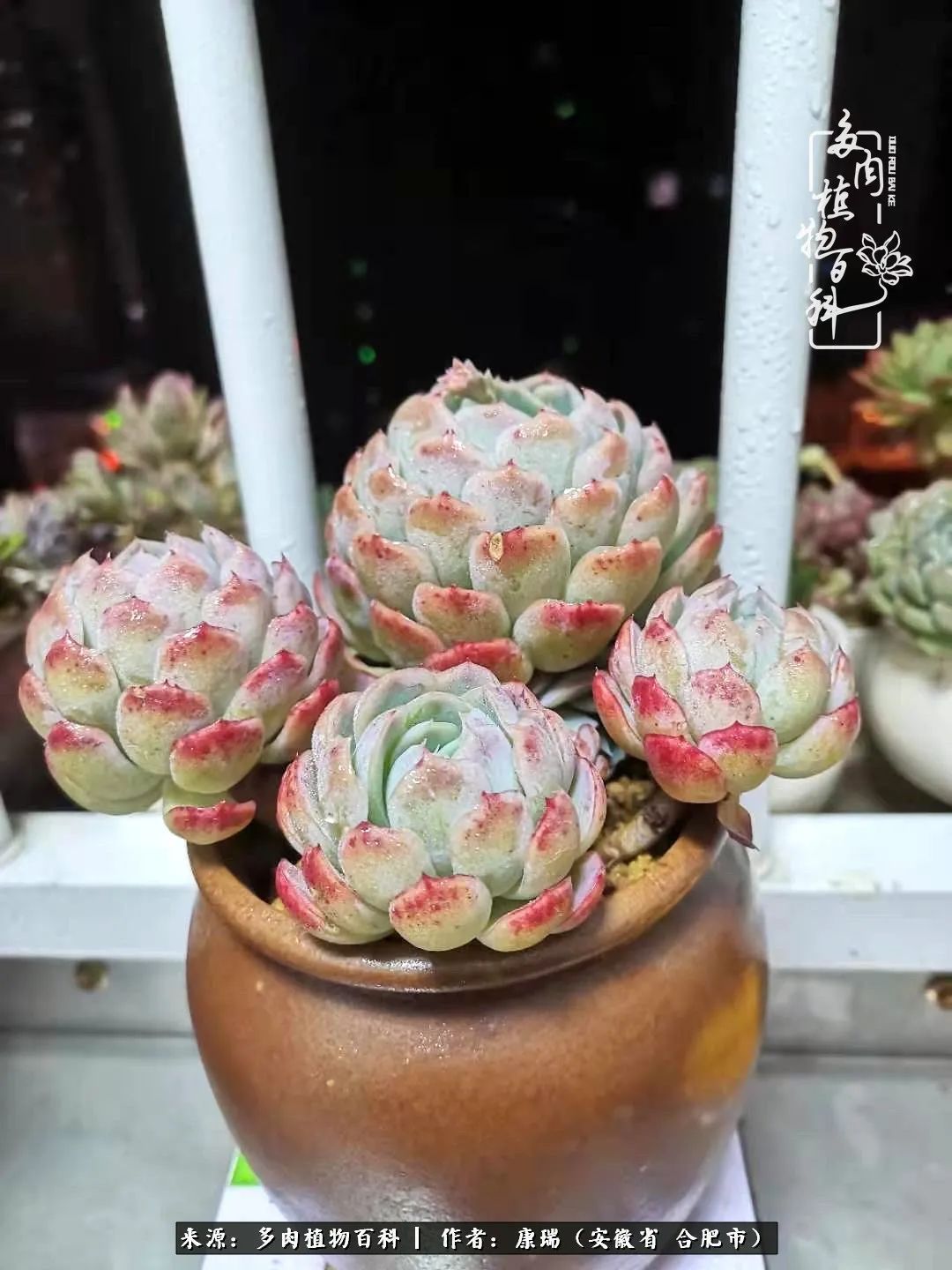 养肉之路,道阻且长,累的是身体,净的是心灵!