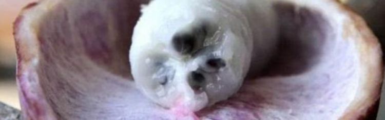 密密麻麻|农村山里一种野果批量成熟,挂在藤上密密麻麻,软糯香甜到过瘾