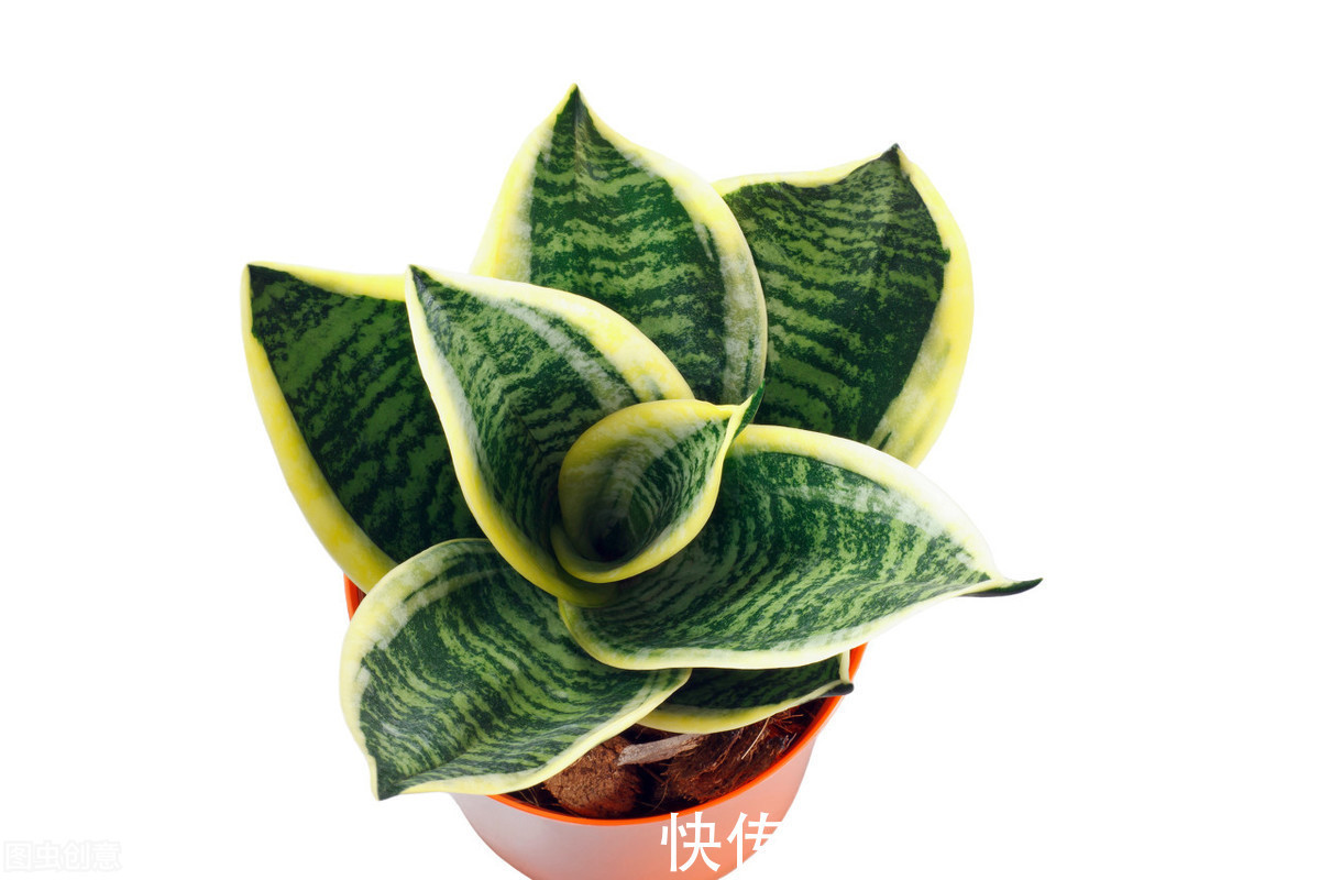 繁殖|老花匠养的虎皮兰叶厚芽多、颜色艳丽,只要做好6点,你也可以