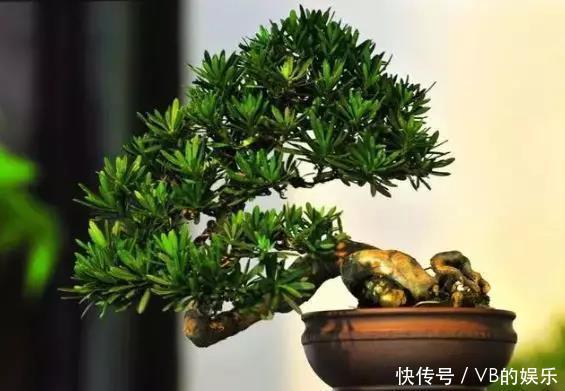 几种很耐寒的花,在冬天依旧开花美艳