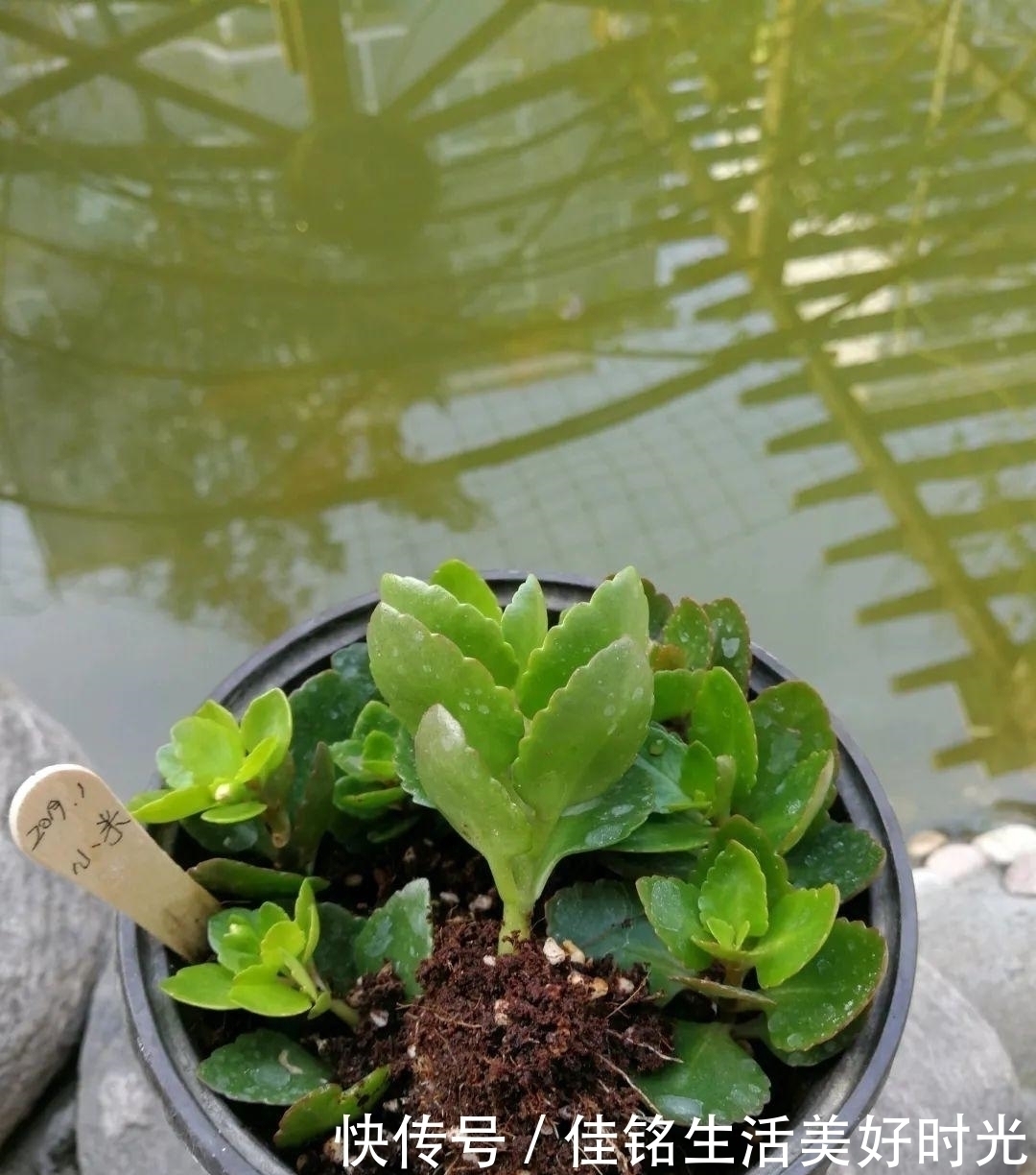 天竺葵|8种花夏天太容易死,现在赶紧扦插,死了也不心疼