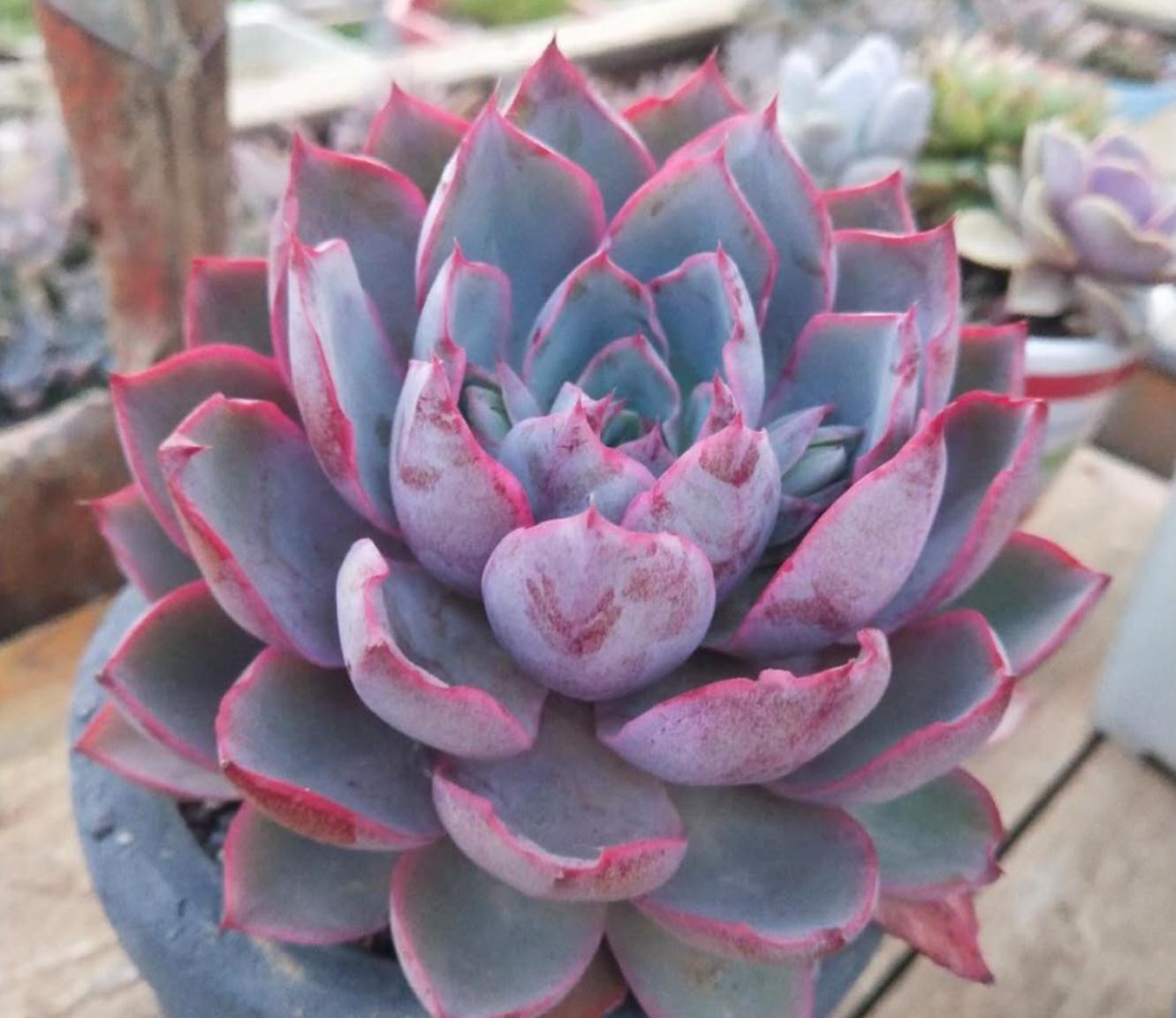 多肉一养就死,那是因为没做好这些