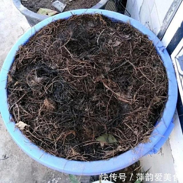 路边捡点它,开水一烫扔盆里,养花10年不烂根!